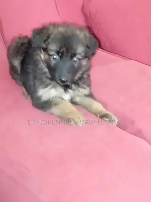 1-3 months Female Purebred German Shepherd
