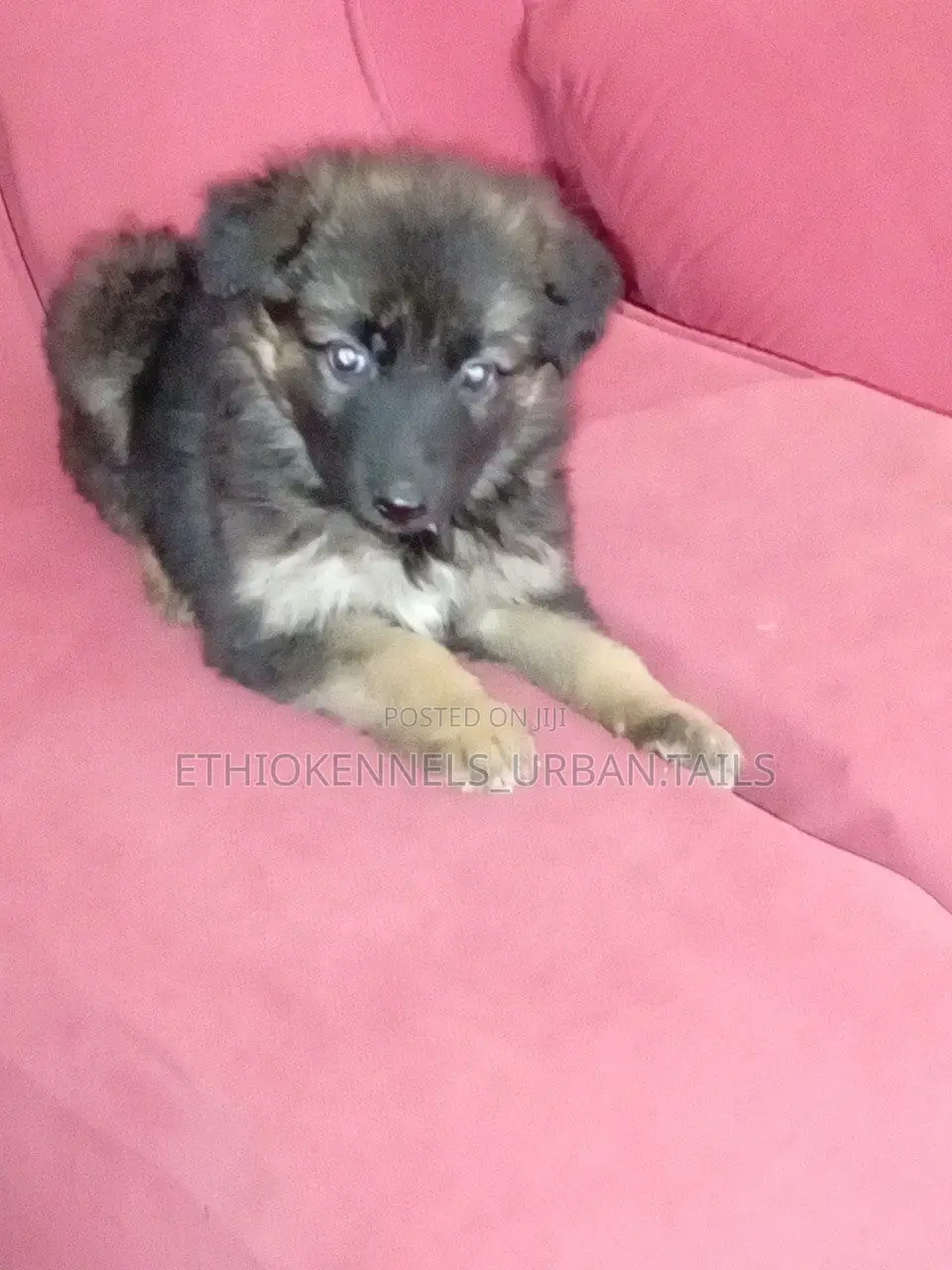 1-3 months Female Purebred German Shepherd