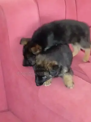 1-3 months Female Purebred German Shepherd