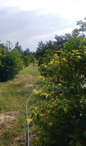 Coffee Farm / Land for Sale – Debre Zeyit (Bishoftu)
