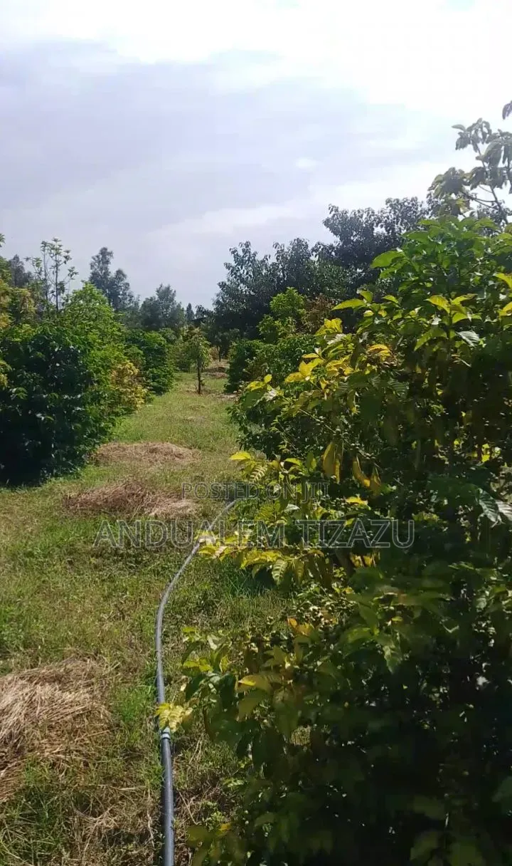 Coffee Farm / Land for Sale – Debre Zeyit (Bishoftu)
