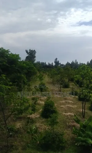 Coffee Farm / Land for Sale – Debre Zeyit (Bishoftu)