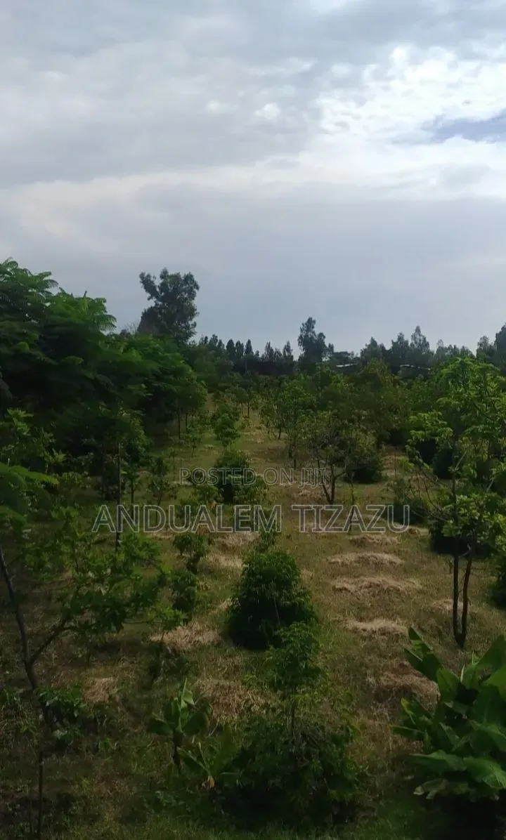 Coffee Farm / Land for Sale – Debre Zeyit (Bishoftu)