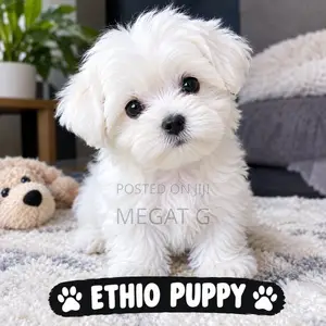 1-3 months Male Purebred Maltese