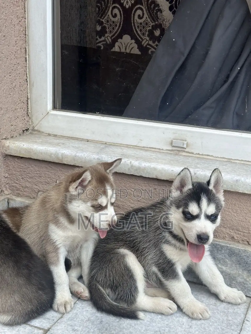 1-3 months Male Purebred Siberian Husky