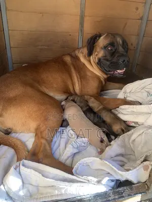 1-3 months Female Purebred Bullmastiff