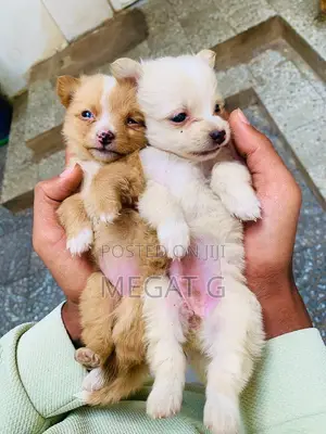 1-3 months Male Purebred Maltese