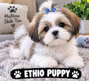1-3 months Male Purebred Maltese Shih Tzu