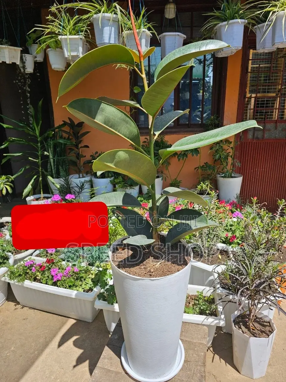 ዘመናዊ እና ውብ የፕላስቲክ አበባ ማስቀመጫዎች