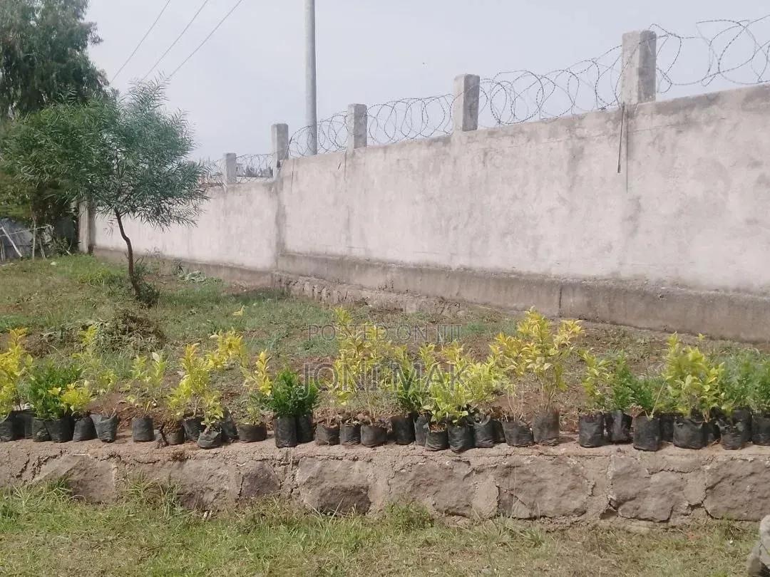 መጋዘን ሽያጭ at ሸገር ከተማ:ገላን =>ጠቅላላ ስፋት=4000