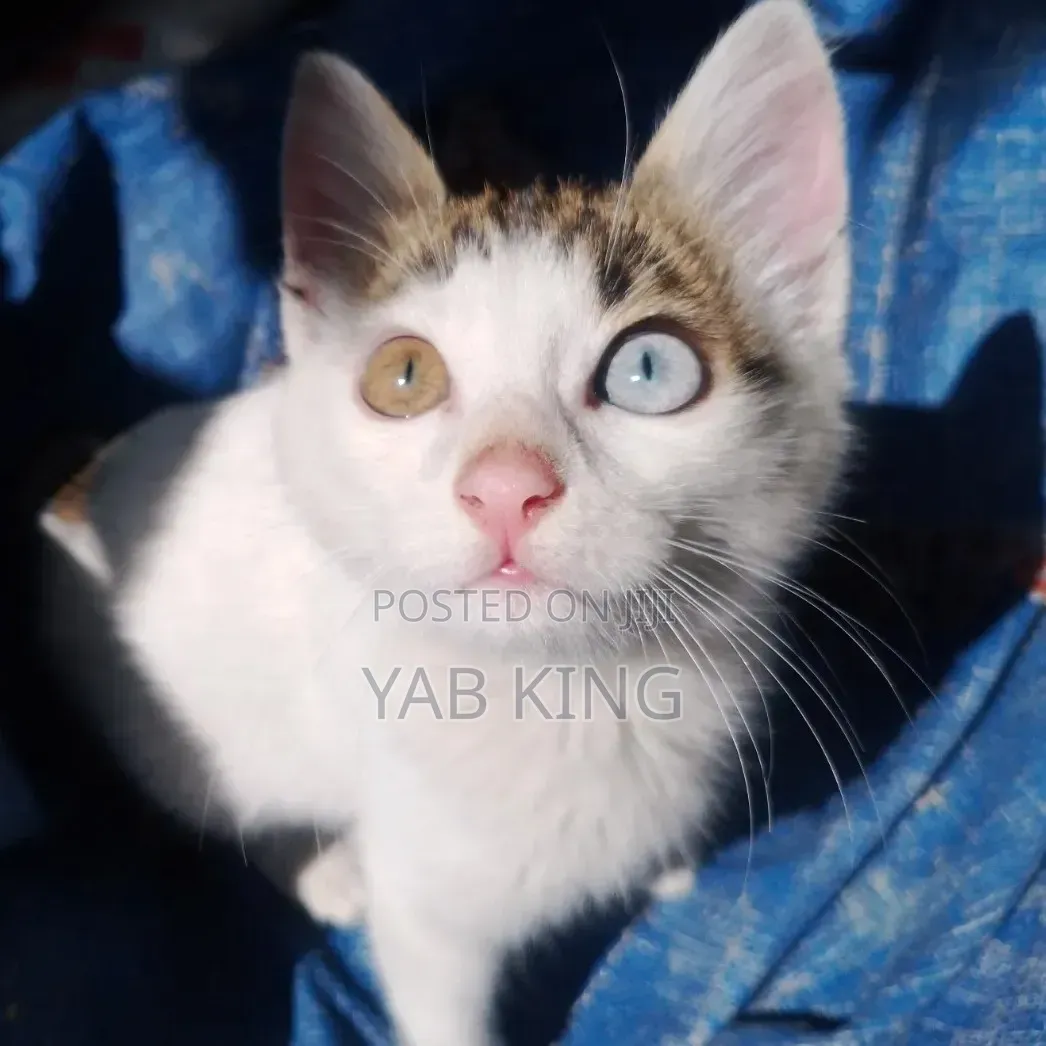 1-3 months Male Purebred American Shorthair