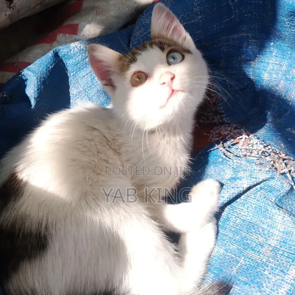 1-3 months Male Purebred American Shorthair