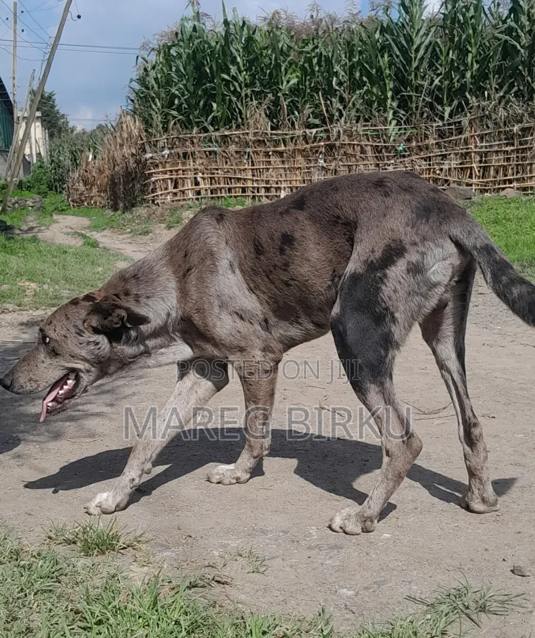 1+ year Male Mixed Breed German Shepherd