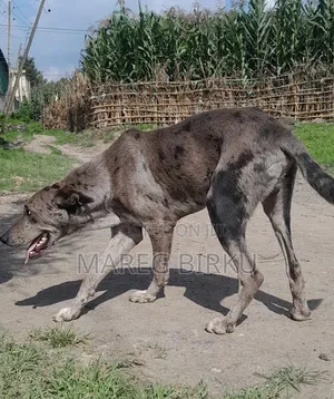 1+ year Male Mixed Breed German Shepherd
