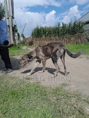1+ year Male Mixed Breed German Shepherd
