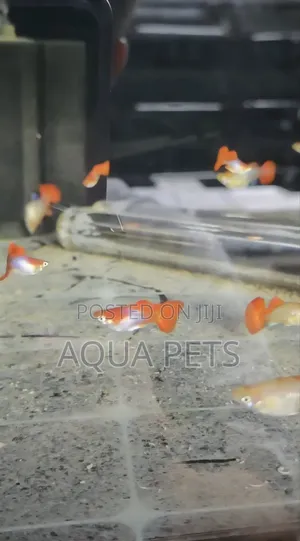 Guppy Fish