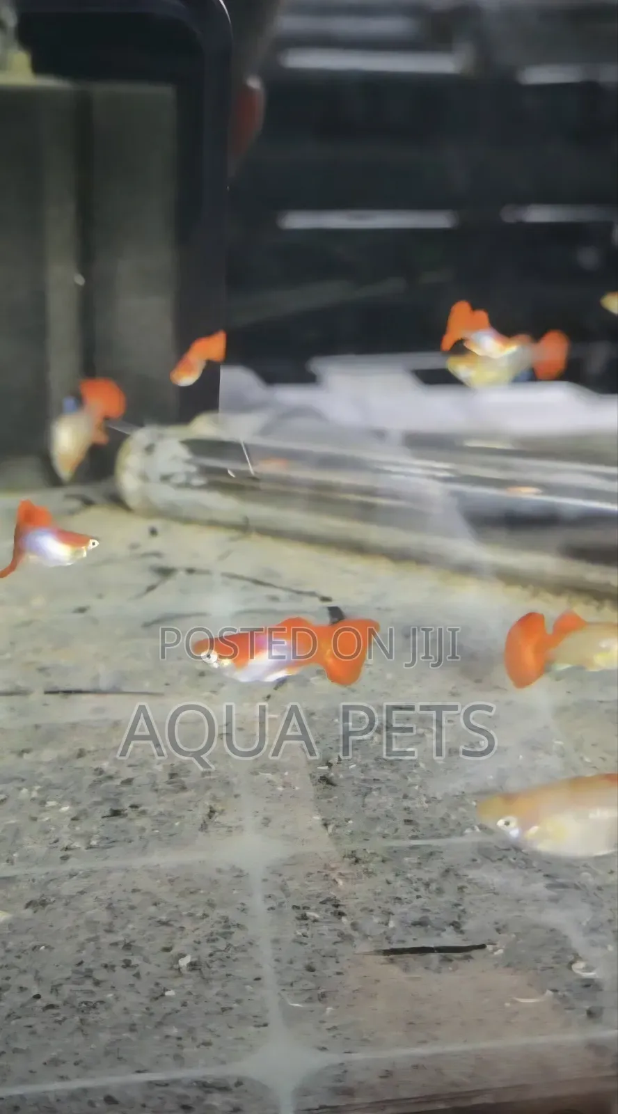 Guppy Fish