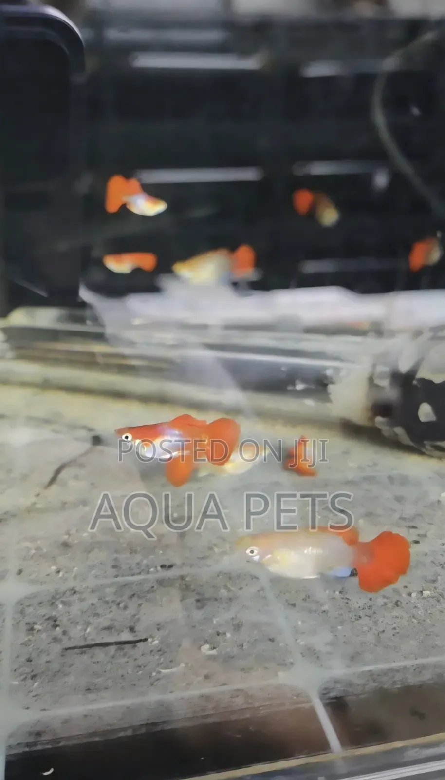 Guppy Fish