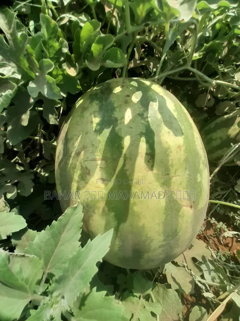 Gosa Habhabii Isa Hundarra Caalu Fi Filatamaa
ምርጥ የውሃ ሐብሐብ ዓይነት
