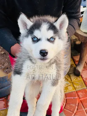 3-6 months Male Purebred Siberian Husky
