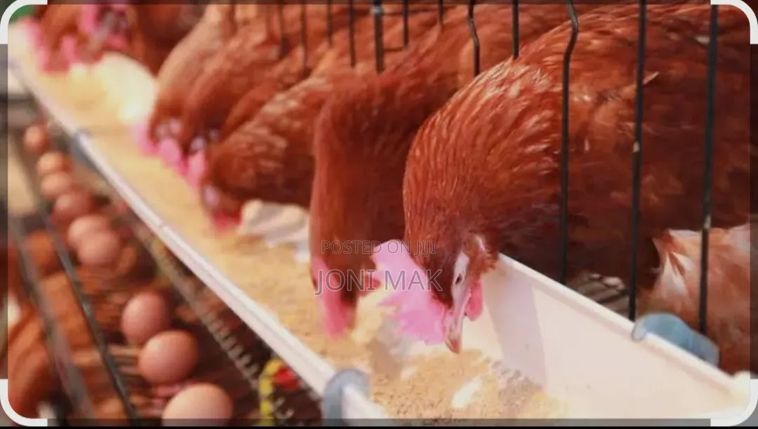የዶሮ (የእንቁላል ጣይ ዶሮዎች) የመኖ ማሟያ (Premix) ነው።