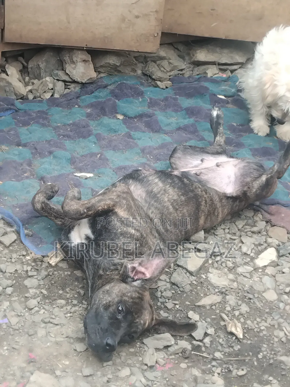 1+ year Female Purebred Mastiff