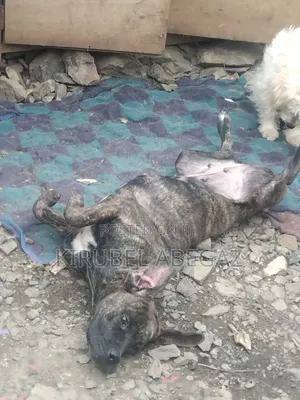 1+ year Female Purebred Mastiff