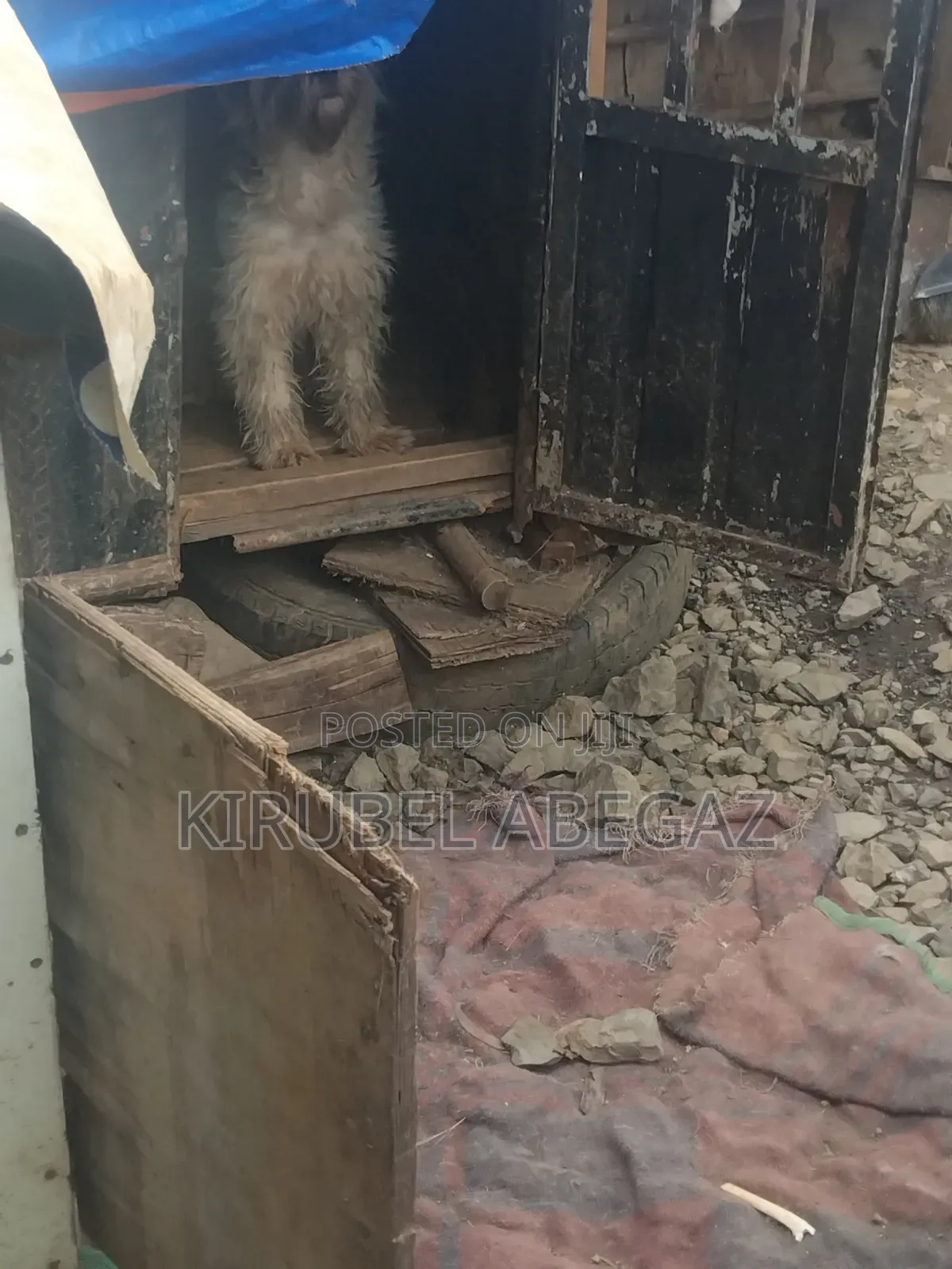 1+ year Female Purebred Maltipoo