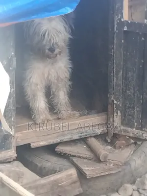 1+ year Female Purebred Maltipoo