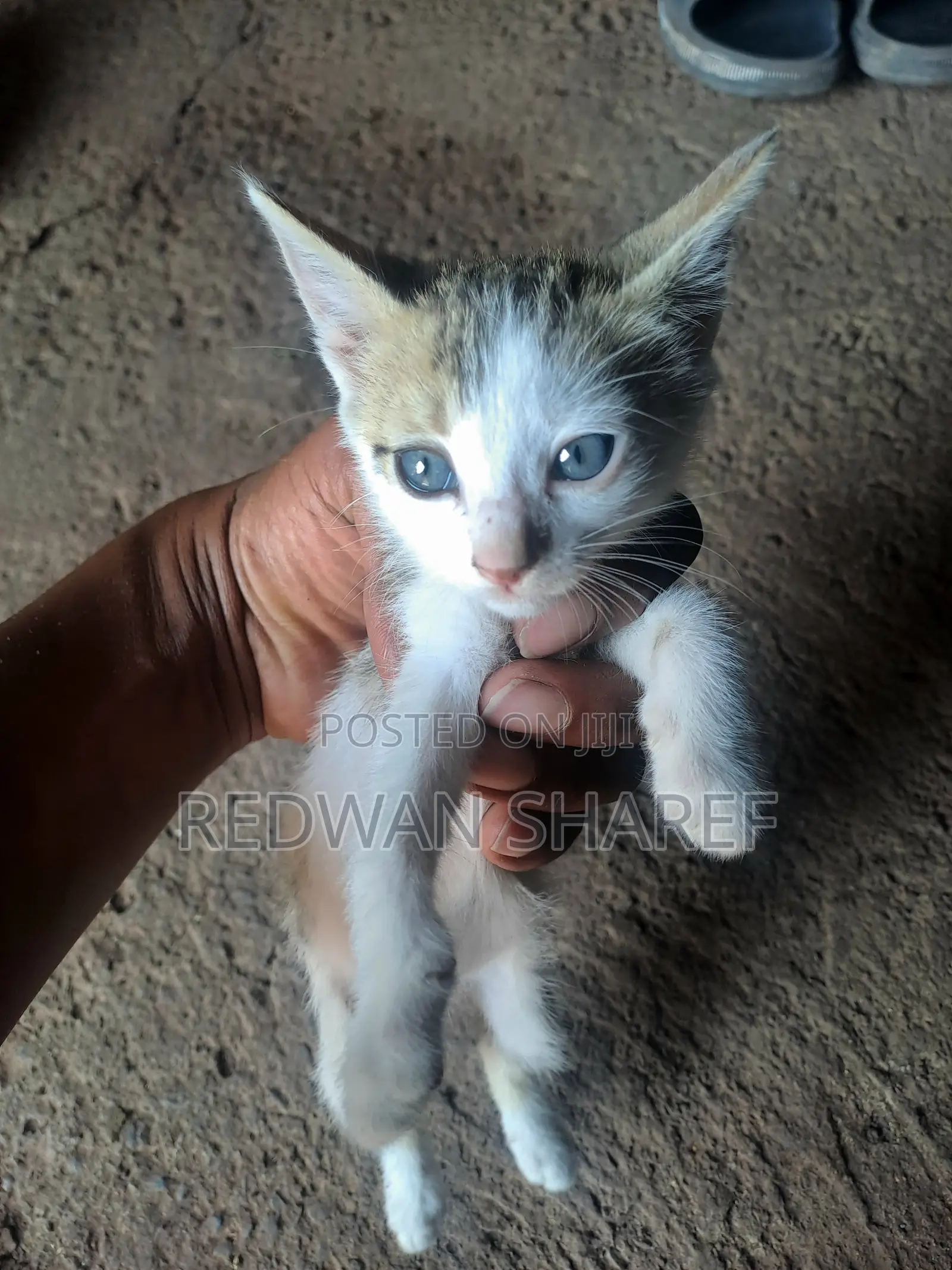 1-3 months Male Mixed Breed American Curl