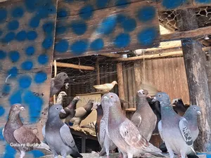 ኳሊት በራሪ ቲፕለሮች