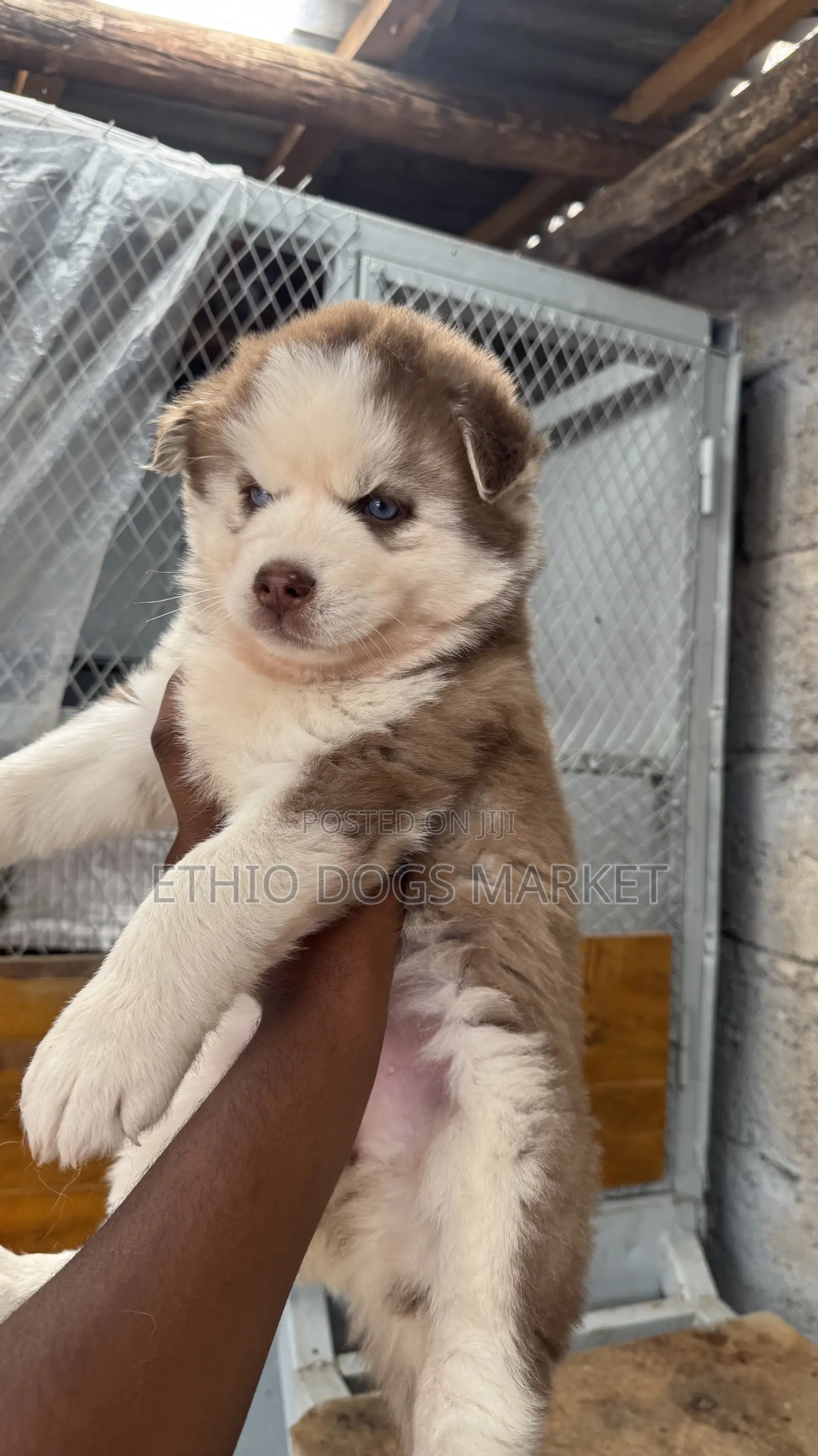 1-3 months Female Purebred Siberian Husky