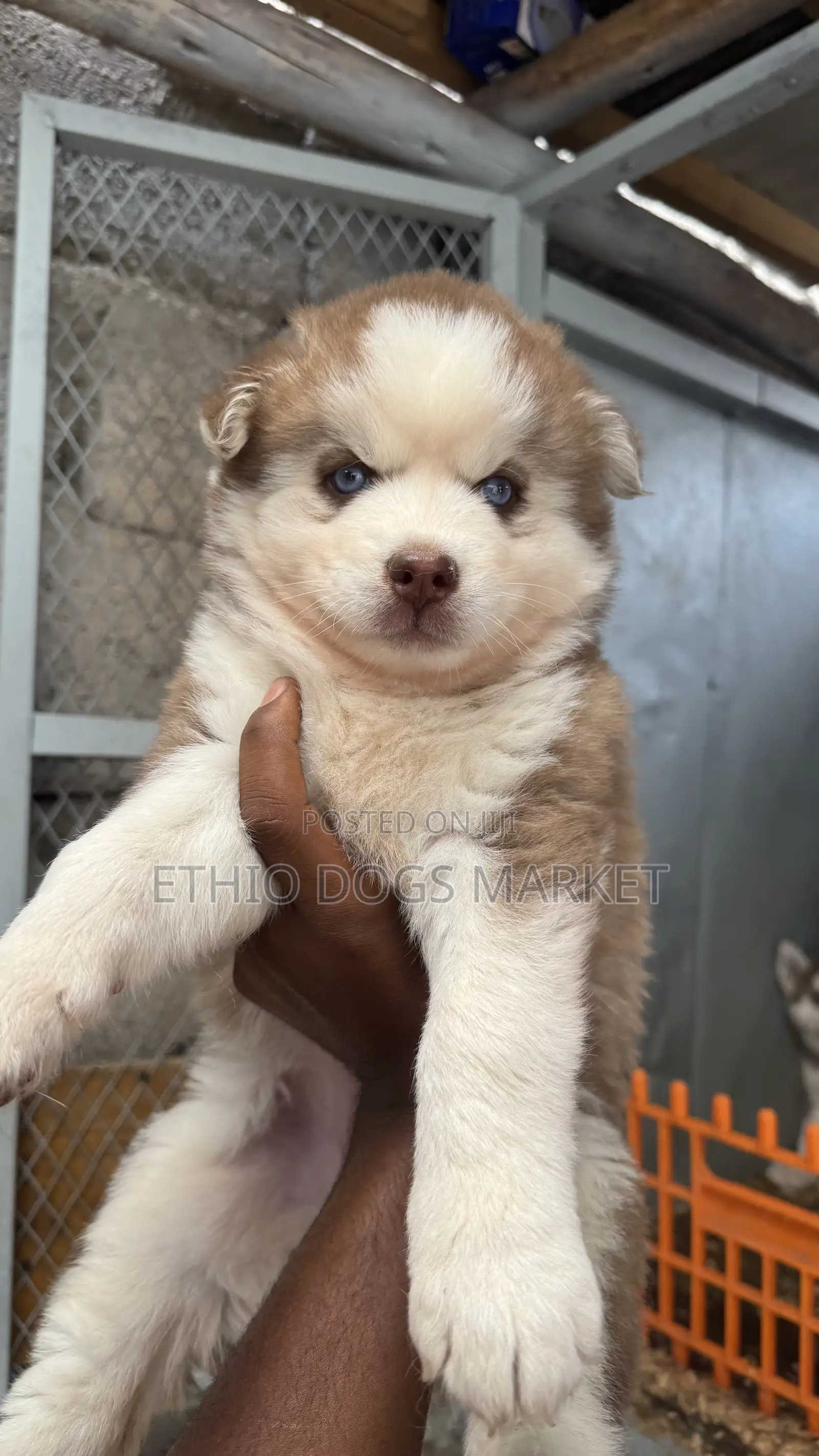 1-3 months Female Purebred Siberian Husky