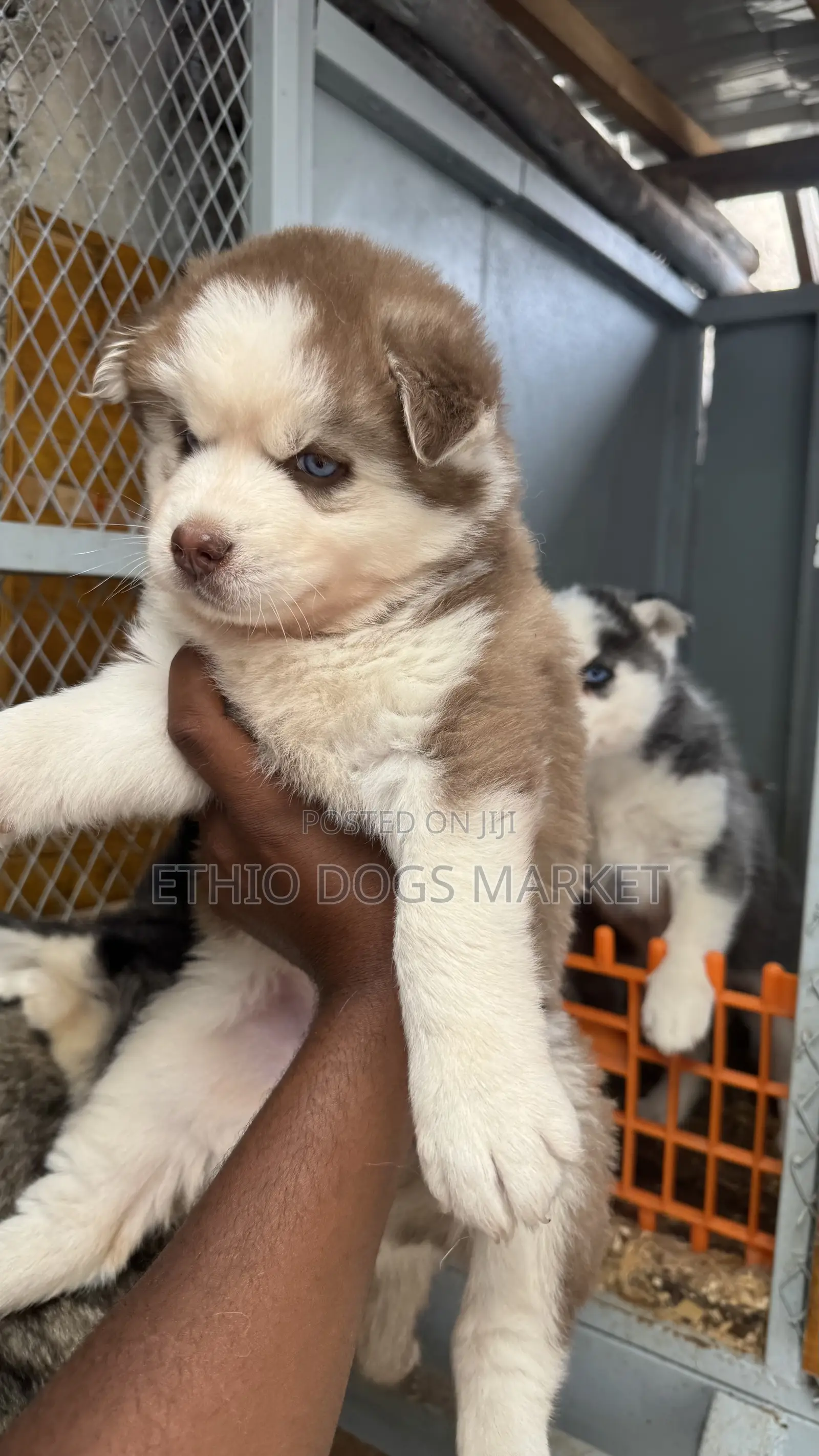1-3 months Female Purebred Siberian Husky