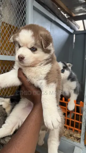 1-3 months Female Purebred Siberian Husky