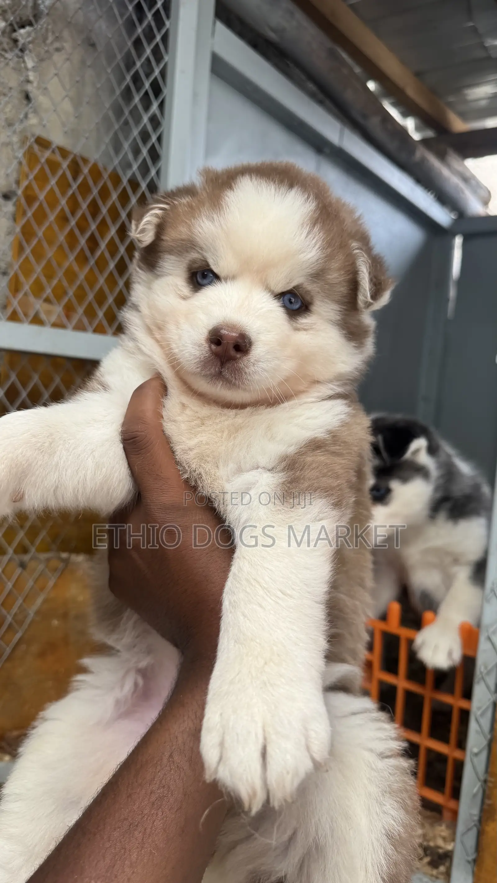 1-3 months Female Purebred Siberian Husky