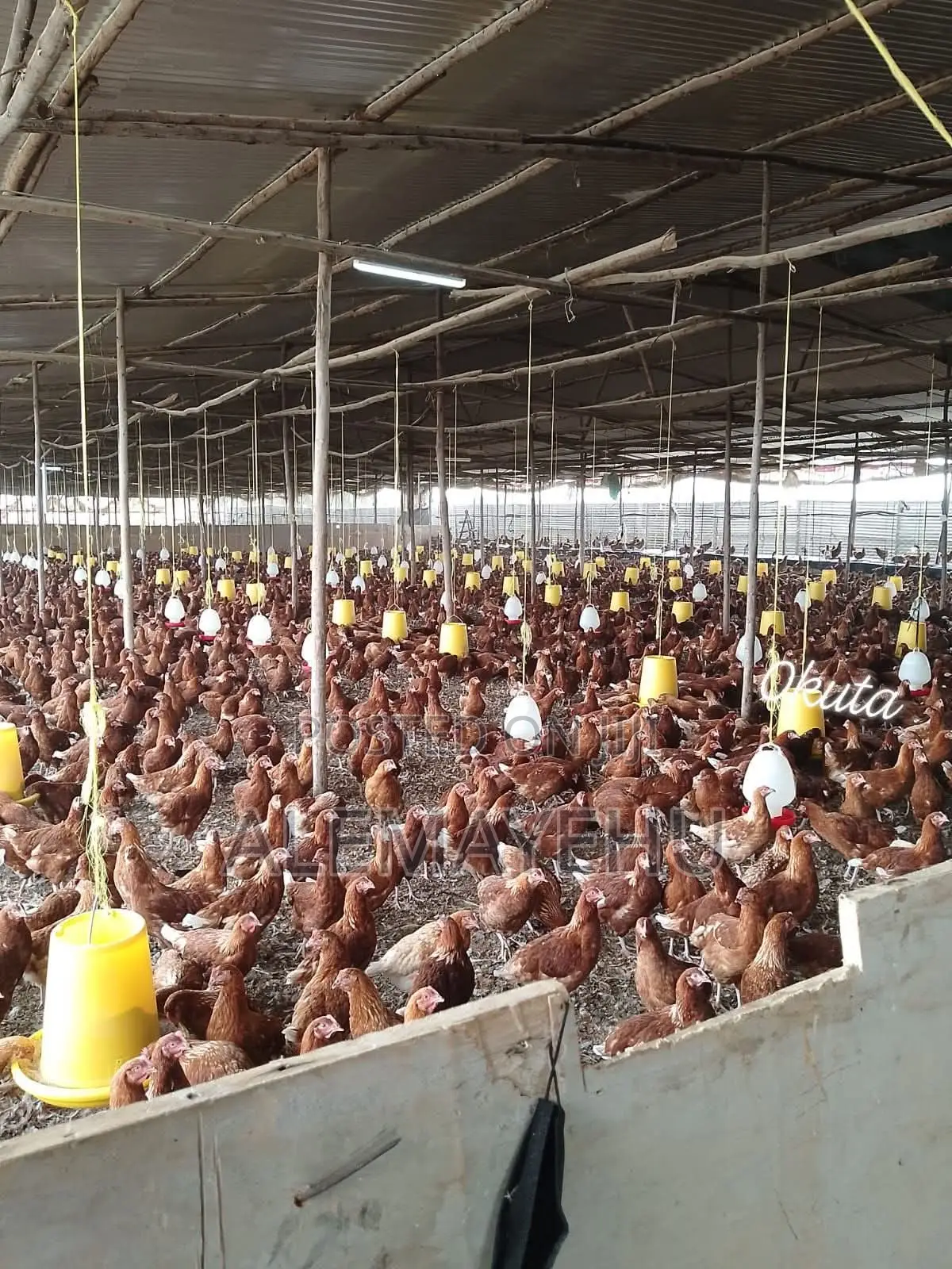 DORO/Hen/ for Sale