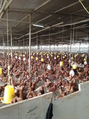 DORO/Hen/ for Sale