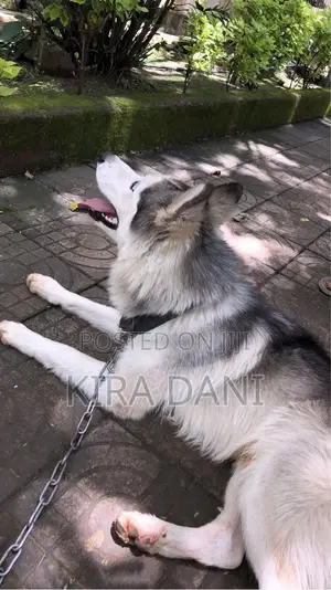 6-12 months Male Purebred Siberian Husky