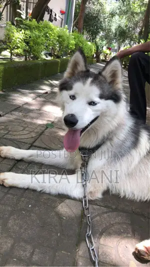 6-12 months Male Purebred Siberian Husky