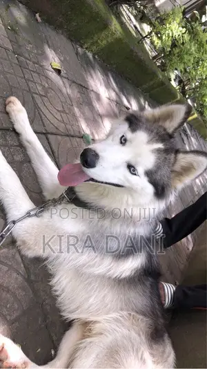 6-12 months Male Purebred Siberian Husky