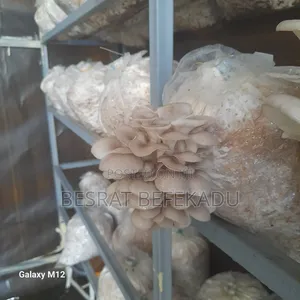 Oyster Mushroom