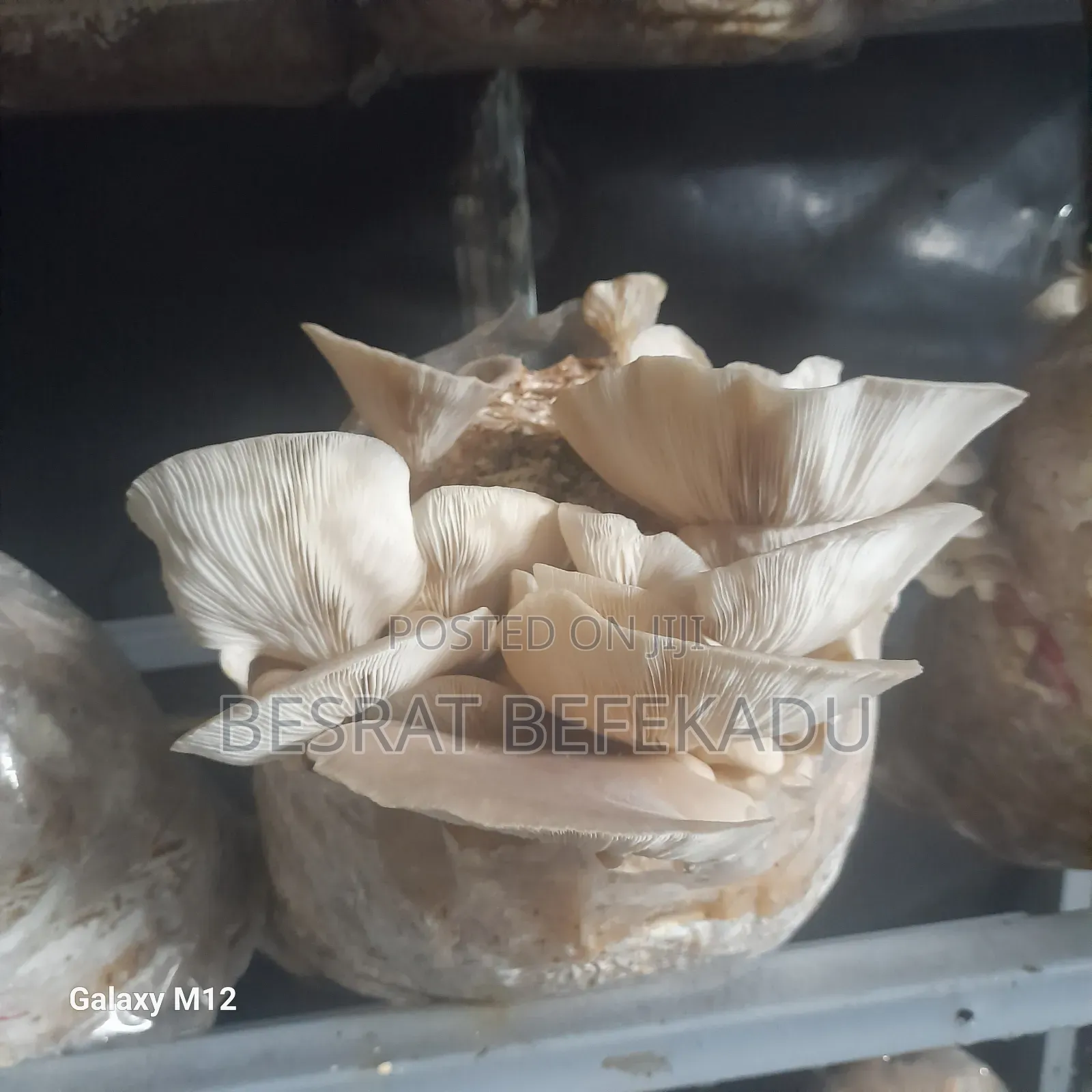 Oyster Mushroom