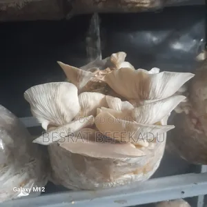 Oyster Mushroom