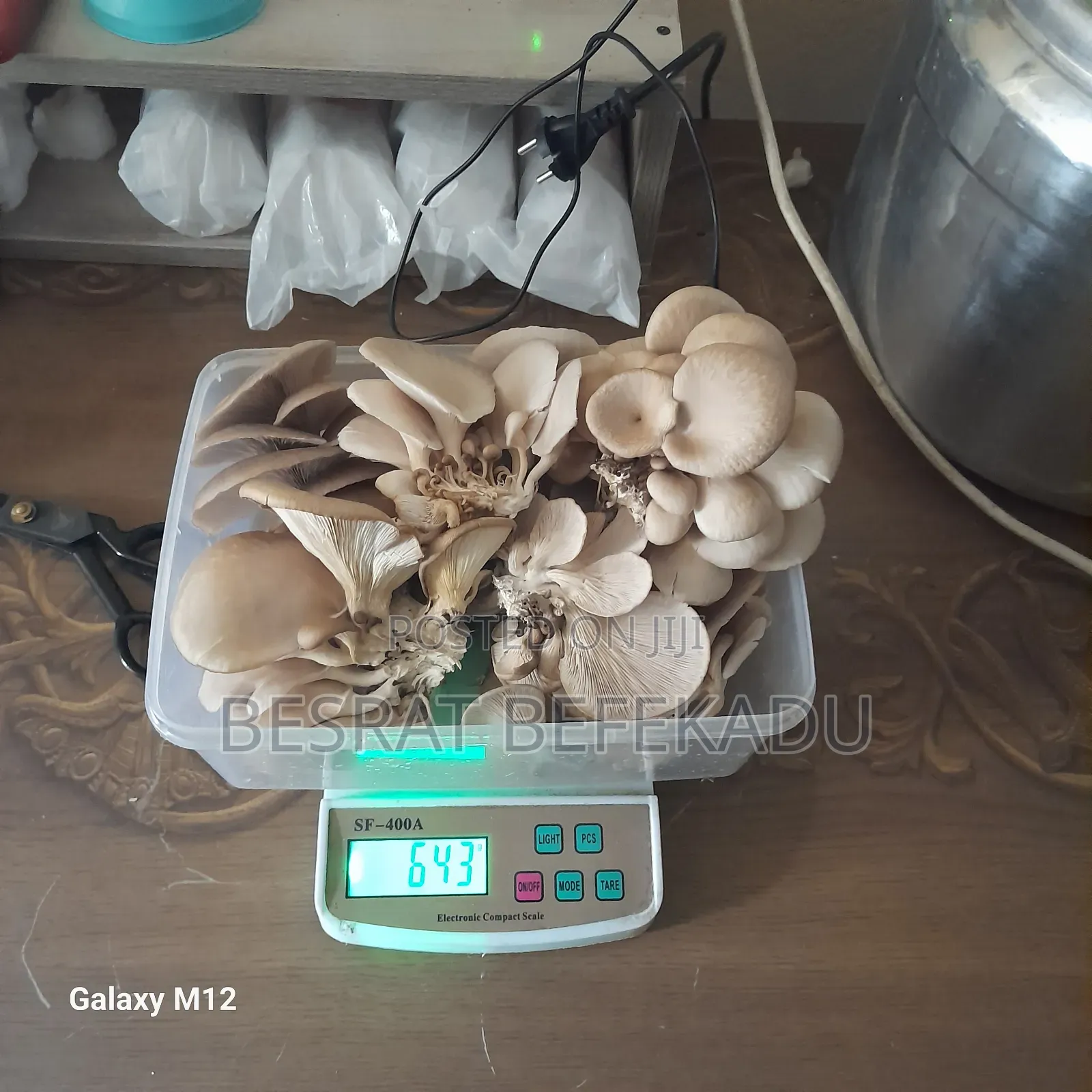 Oyster Mushroom