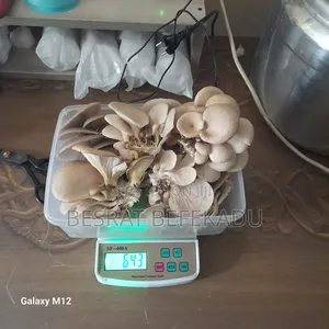 Oyster Mushroom