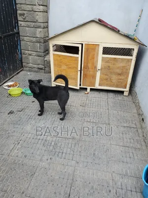 Dog House የውሻ ቤት