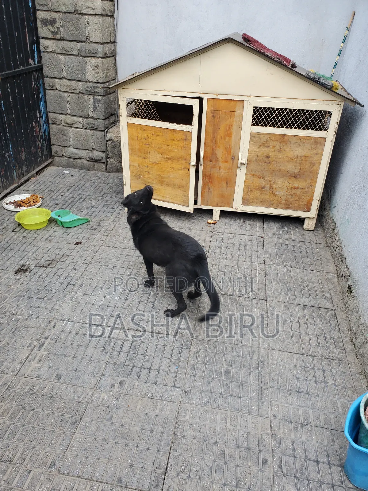 Dog House የውሻ ቤት