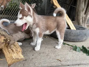 0-1 month Male Purebred Siberian Husky