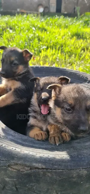 0-1 month Male Purebred German Shepherd